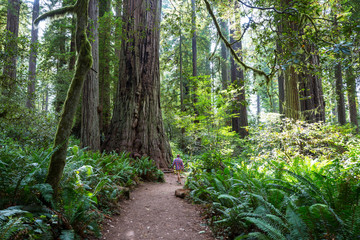 Sequoia