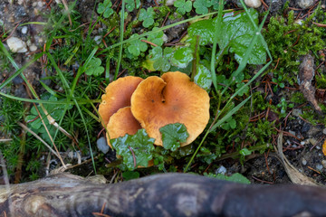 Mushroom in the forest next to a tree stomp