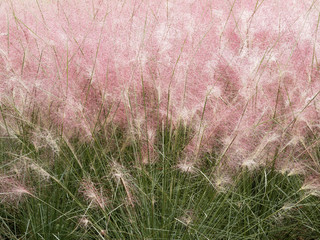 (Muhlenbergia capillaris)  Muhlenbergie capillaire
