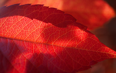 Red grape leaves. Colorful autumn background