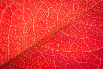 Fototapeta na wymiar Red grape leaves. Colorful autumn background