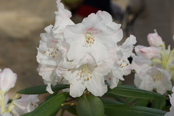 白いシャクナゲの花