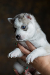 Husky puppy in the hand