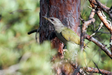 grey-headed woodpecker