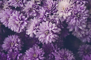 Chrysanthemum flowers  as a beautiful autumn background. Fall theme concept backdrop