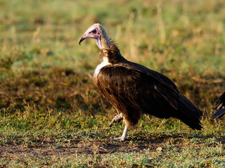 Lappet-faced vulture or Nubian vulture, Torgos tracheliotos