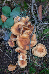 Many mushrooms in one spot in the forest