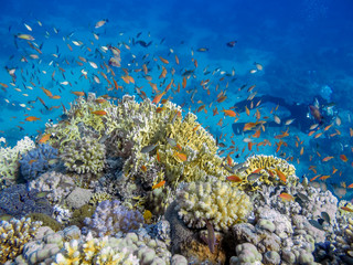 Plakat Korallenriff mit Fischen