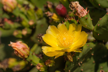 Kaktusblüte gelb Opiuntie