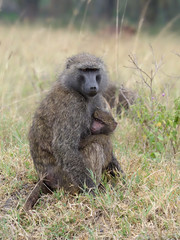 Olive baboon, Papio anubis