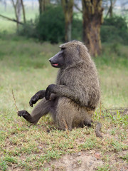 Olive baboon, Papio anubis