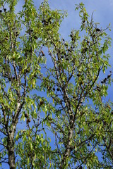 Äste, Zweige und Früchte eines Mandelbaums vor blauem Himmel