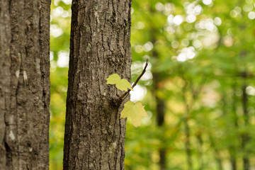 Two small leaves on the deciduous tree. Blurred forest background