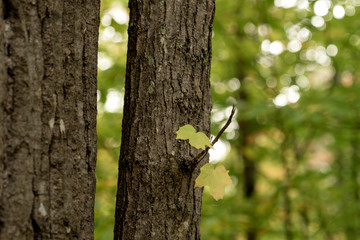 Two small leaves on the deciduous tree. Blurred forest background