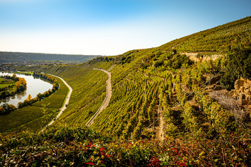 Weinberg Reben Neckar Neckarschleife