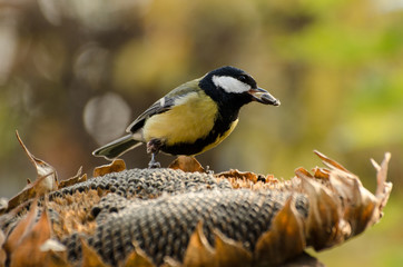 Great tit birds eating sunflower seeds from dry flower in a autumn garden. Fall seasonal background with smart little birds.