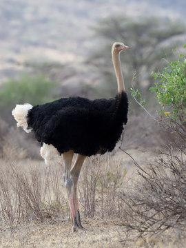 Ostrich, Struthio Camelus