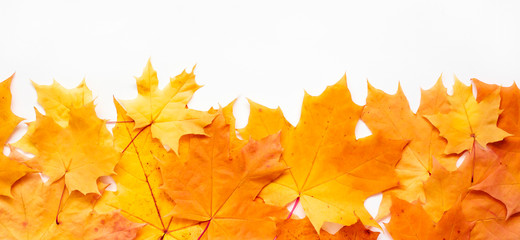 Naklejka na ściany i meble Banner of autumn maple leaves on white background. Fall poster design.