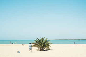 Fototapeta na wymiar Palm tree in the beach on a sunny day
