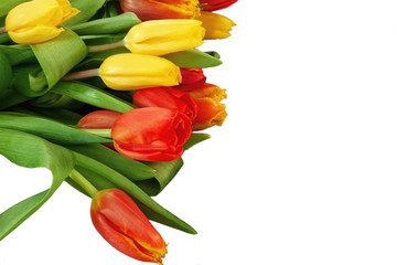 Closeup red, yellow tulips. bunch of tulip flowers isolated on white background. spring flower banner. Design for Valentine, Woman, Mother Day, Easter