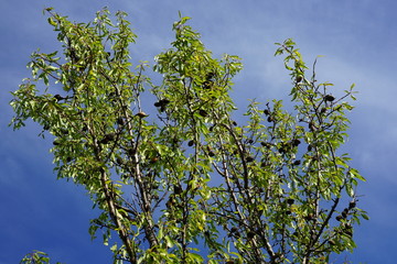 Mandelbaum mit reifen Früchten bei Sonnenschein
