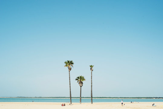 Palm trees in the beach on a sunny day
