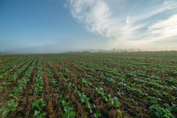 field of rapeseed