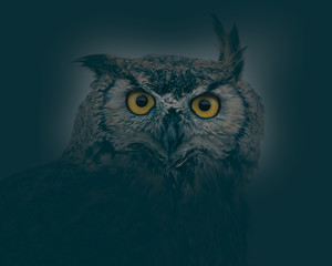 Owl in the dark