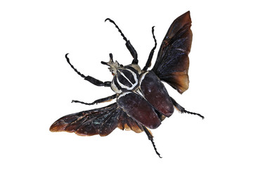 Präparat eines fliegenden männlichen Goliath-Käfers (Goliathus goliatus), freigestellt