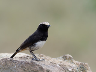 Pied wheatear, Oenanthe pleschanka,