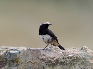 Pied wheatear, Oenanthe pleschanka,