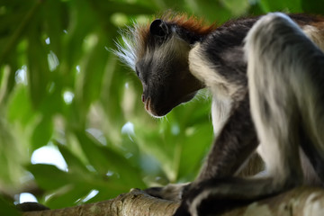 Zanzibar red colobus in Jozani forest. Tanzania, Africa