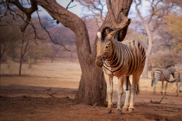 Wild african animals. Zebra close up portrait. African plains zebra on the dry yellow savannah grasslands. 