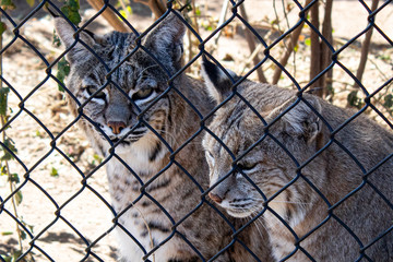 Two Bobcats Encaged at the Zoo