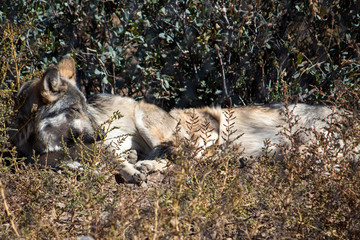 Grey Wolf in Plants Forest in Zoo