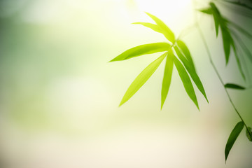 Nature of green leaf bamboo in garden at summer. Natural green leaves plants using as spring...