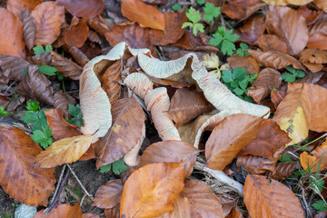 Mushroom in the middle of leaves in fall