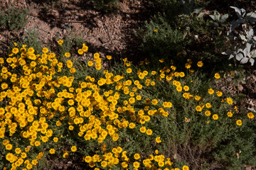 Yellow Wild Flowers