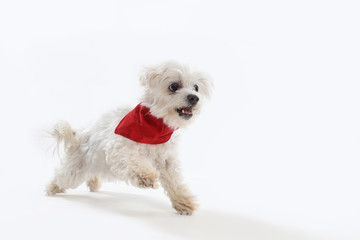 kleiner weißer Hund, Malteser, im Lauf. Studiofoto vor weißem Hintergrund