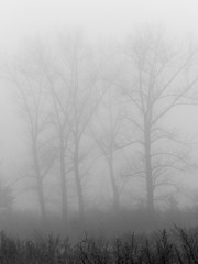 Obraz na płótnie Canvas Jesienna mgła.