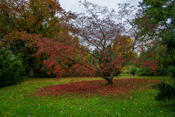 Fototapeta na wymiar tree with red leaves in the park