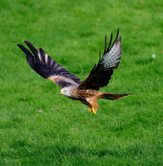 Red kite, Milvus milvus