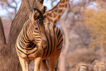 Wild african animals. Zebra close up portrait. African plains zebra on the dry yellow savannah grasslands. 