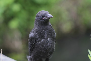 black and white portrait of a pigeon