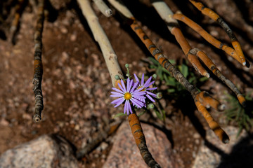 Purple Wildflower