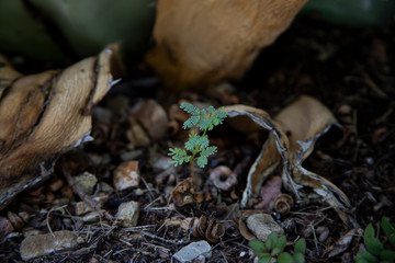 Sprouting Mesquite
