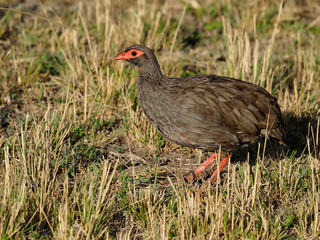 Red-necked spurfowl, Pternistis afer