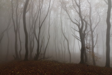 mystical forest with bare tree trunks in the mist, haunted woods
