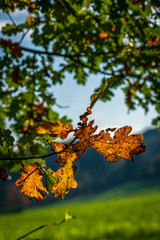 Fototapeta premium autumn leaves in the sun backlit