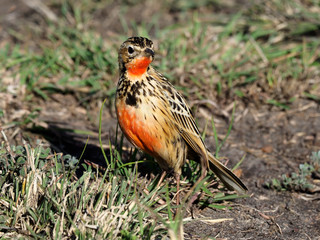 Rosy-breasted longclaw or Rosy-throated longclaw, Macronyx ameliae,